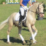 Hengstpräsentation 2015